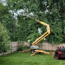 Best Lawn Disease Treatment  in West Allis, WI