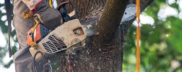 Best Emergency Tree Removal  in West Allis, WI