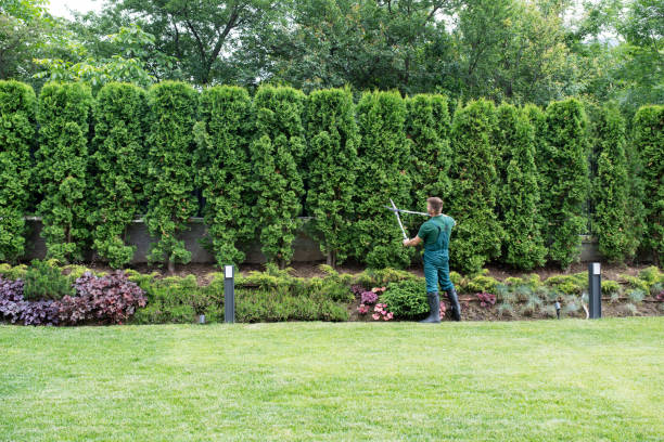 Best Emergency Tree Removal  in West Allis, WI