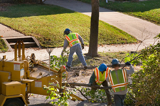 How Our Tree Care Process Works  in  West Allis, WI
