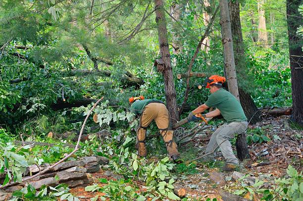 Best Storm Damage Tree Cleanup  in West Allis, WI