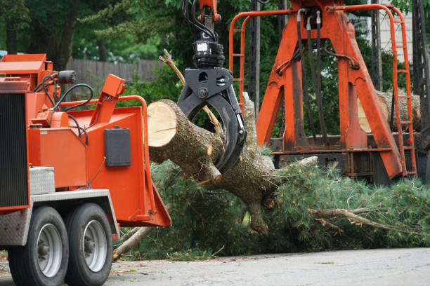 Reliable West Allis, WI Tree Services Solutions