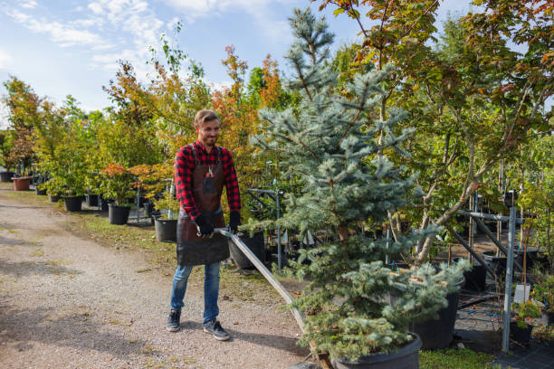 Best Tree Maintenance Programs  in West Allis, WI
